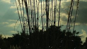 Moving Spring Plants: стоковое видео (без лицензионных платежей), 6505331 | Shutterstock