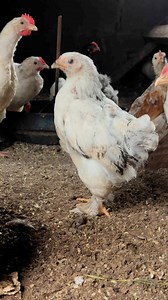 The Columbian Brahma is a gentle giant with the following characteristics. It is one of the largest chicken breeds in the world with cocks weighing around 4,5-5,5 kgs and hens around 3,5 - 4,5kgs. This breed is gentle and friendly, it is a dual purpose breed too. These birds can lay up to 150 eggs per year.🙏👍📸👨‍🌾👨‍🌾 Diversifying tue Flock. These are big Beautiful Giants. Will separate them from the Boschveld soon enough🙏🙏 | Bakhusele Mathupha