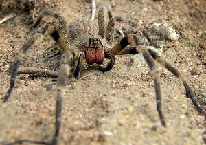 Brazilian wandering spider - Alchetron, the free social encyclopedia