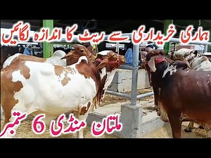 Today Fresh Multan Cow Mandi Video For Qurbani And Kato Animals || Global Village Farming