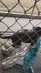 Beauties and Beasts, Inc. on Reels