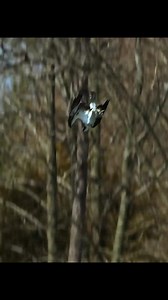 Osprey hunting | Nature Lens