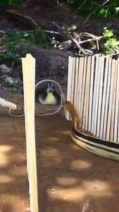 Exo Wildlife on Reels