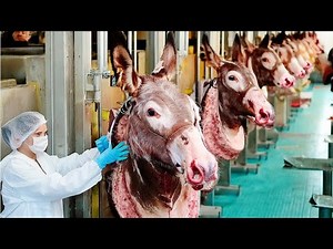 See What This Donkey Farm Does - Incredible Modern Donkey Farm, Processing Donkey Milk and Meat