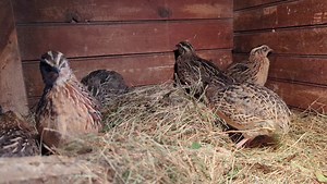 53K views · 1.8K reactions | Coturnix pharoh quail. As usual, multiple roosters藍 | Cajun Creek Farm | Facebook