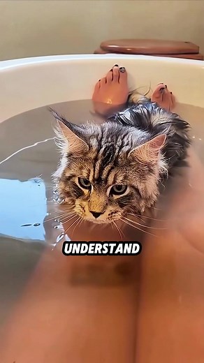 4 Reasons NOT to Get a Maine Coon (You Might Regret It!)