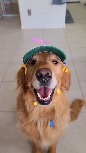 132K views · 4.8K reactions | Whatcha gonna do with all that junk  #dance #bootybuilding #music #goldenretriever #funnydog #dog #tricks #fblifestyle #goldenhour | Sammy The Golden Retriever | Facebook