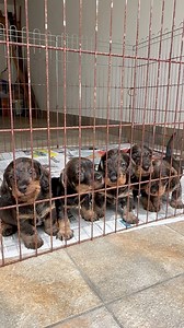 Primo bagno di sole per i cuccioli lettera “I” dei colli divini. Cuccioli bassotto standard a pelo duro color cinghiale.34 giorni.Come sempre meravigliosa mamma Amaranta che non li perde mai di vista 💝💝💝. #allevamentodeicollidivini #collidivinikennel | Allevamento dei colli divini - Bassotti standard pelo duro