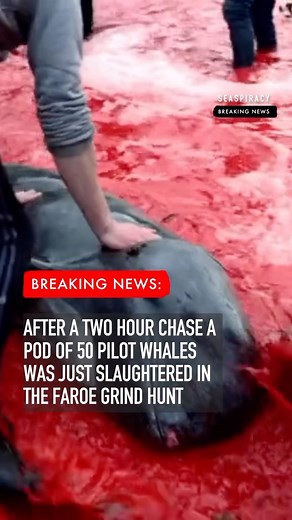 @seashephereduk have crew on the scene right now in the Faroe islands documenting the scene. This is their update so far.⁠ ⁠ “After a two hour chase. The slaughter of pilot whales is over. Chased through the fjord and up on the beach, all lives were taken except one lone pilot whale which desperately escaped. One pilot whale, very alone, traumatised. The entire family killed before it’s eyes and ears.”⁠ ⁠ The pilot whales will now be brought to land where more killers are waiting to finish the j
