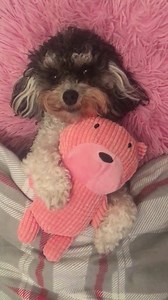 9.8K views · 1.4K reactions | Getting to close my eyes without fear is not something I take for granted  it was only just over a year ago I rescued from a puppy farm & then later adopted by the PA aka mummy. Every dog deserves their own forever family, to feel loved & safe. Do you agree? Love Plum Pudding xx The Dogington Post | Lucy The Rescue Cavalier | Facebook