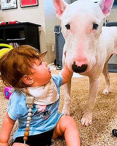 1.8K views · 59 reactions | These dogs teach babies how to crawl  #dogandkids #doglove #cuddlebuddies | Cuddle Buddies | Facebook