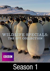 Wildlife Specials: Penguins: Waddle All the Way, Growing Up