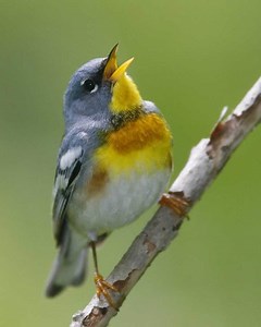 Northern parula - Alchetron, The Free Social Encyclopedia