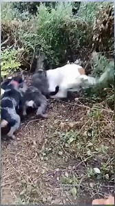 Wild boar attack dog ‼️ #irfanseggagadventure #porbiindonesia #beaglehunting #irfanfaturohman #hunting #foxhound #berburu #doghunting #beagle #porbi | Irfan Faturohman