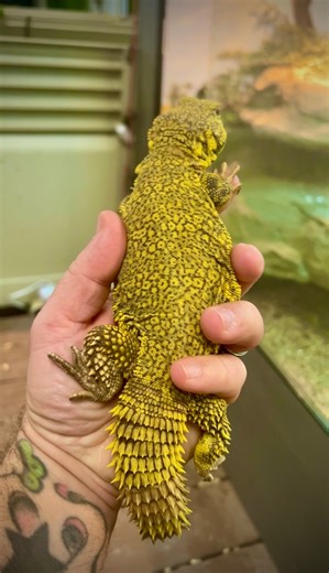 12K views · 970 reactions | Insane YELLOW Reptile 﫨 | Garden State Tortoise | Facebook