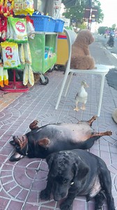Các con chào cô chú ngày mới vui vẻ