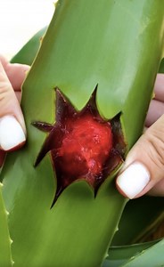 Aloe-vera recipes to use so you can feel better | 5-Minute Crafts Teens