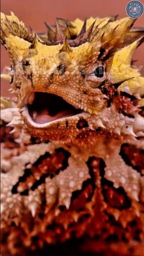 The Thorny Devil: The Strangest Lizard on Earth 😳🦎 | Nature’s Desert Survivor