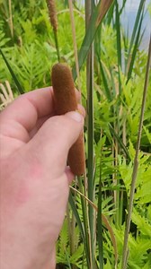 Cattails are an incredible edible and useful plant!! I'm just beginning my research and study on this plant and it's blowing my mind all of the uses. Described in the video are just a few uses, but I will be doing a series on the cattail soon enough. Tune in as I attempt to weave a hat from its leaves! Mush love #foraging #cattails #mushrooms #Wildfood #homesteadersofinstagram #marshes #Ohio #ohioforager #foryou #explore | Spicebush Woodcraft