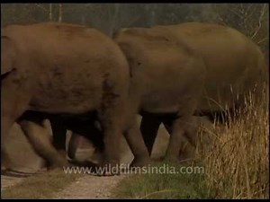 Elephant herd crossing a road