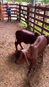 URGENT SALE 7K for the 2 FULL PAYMENT ONLY No Layby OFFER VALID TILL 5TH FEBRUARY Please NOTE you can purchase and keep them here and pay monthly for upkeep NO PAYMENT ALLOWED AT THE FARM because of farm attacks and fake transactions Rightafter Phumula Nathi you can see our farm before the bridge Majuba Newcastle Kzn South Africa 063 066 6000 | Celliers Jaques Page