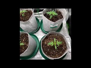 Seedsman Zkittlez Auto : Week 3 - sf1000