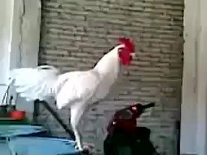 Laughing chicken lol | 18 fun and humour could make you piss yourself laughing