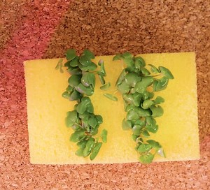 Backyard and gardening hacks that will surprise your neighbours 🤩: | Transformazing