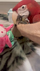 lol.. at one stage all 3 were flapping and causing a wind 💨 tunnel in the nursery! He is trying so hard to integrate with the red chickens but it will take a little time for him not to be so wary. Bronny and Daphne are just curious but no malice.. they are both total sweethearts! Cari had a big play and checked out all the toys after the girls went back to bed.. and typical baby macaw.. chose the tissue box! 🤣🤣 The good thing was he was opening his beak wide trying to pick it up! 👌👌✅ Love t