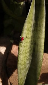 「サンセビリアの葉の上の成虫のユリのカブトムシ、ユリの花。ガーデン ペスト 縦長 動画」の動画素材（ロイヤリティフリー）3988574063 | Shutterstock