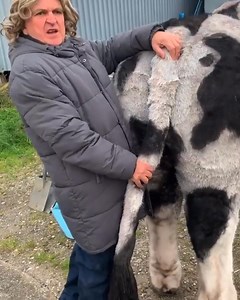 When Steve filmed Archie 'milking' a cow!!! | Jennifer Banks