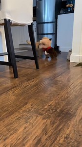 Sweet 🩷 | Golden retriever