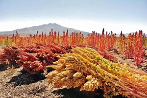 Is Quinoa Sustainable? The Surprising Facts (Study-Based)