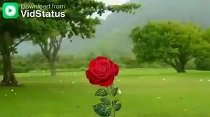 23K views · 748 reactions | #VidStatus | VidStatus | Facebook