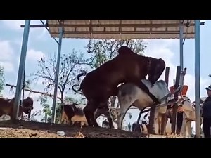 Strong man! Cow matting #crossmeeting #hybridmating