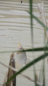 Quick bobber action ⚡️ #fishing #bobberfishing #floatfishing #carpfishing #fish #fishon | The Amateur Fishing