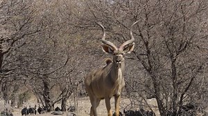 clip-1028249822-mature-kudu-bull-large-spiral-horns-walks