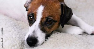 beautiful pregnant female Jack Russell Terrier lies and rests. preparation for pregnancy and childbirth in domestic dogs