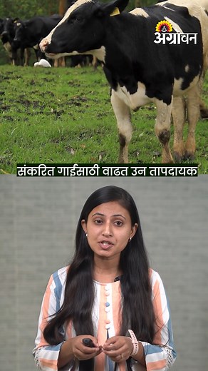 Crossbreed Cow : उन्हाळ्यात संकरित गाईंचे आरोग्य सांभाळा |Agrowon #CrossbreedCow #AnimalSummercare #cows आपल्याकडे बरेच पशुपालक संकरित गायींच संगोपन करतात. कारण संकरित गायींकडून जास्त दुध उत्पादन मिळत. पण वाढत्या उन्हामुळे संकरित गायींच्या उत्पादन क्षमतेवर परिणाम होतो. We have many cattle breeders rearing crossbred cows. Because crossbred cows produce more milk. But increasing heat affects the production capacity of crossbred cows. | Agrowon
