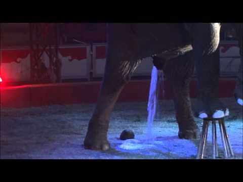 Circus Elephant Pees And Poos During Show CAUGHT ON CAMERA- FUNNY!!!