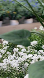 4.2K views | Greenhouse Garden Center on Reels | Facebook