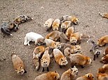 The heart-melting Zao Fox Village in Japan filled with foxes
