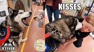 Key went shopping and stole a kiss from a shop assistant and kept throwing his new toy around! | Keyush the Stunt Dog