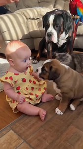 🐾 The Funniest Dog vs Baby Showdown Ever!🐶👶….😝😝😝🤣🤣🤣😂😂😂😄😄😄…….#funnydog #fyp #funnybabyvideos #funnyanimals #tiktokgrowthchallenge