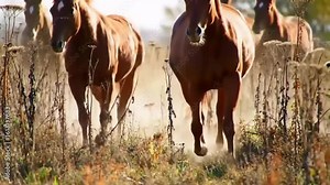A herd of brown horses running through a field of dry grasses