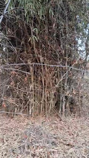 🔬 How Turmeric Works for Male Sexual Strength: The Science Behind Mexamin-S5 Mexamin-S5 is not just turmeric. It’s a medicinal-grade formulation from the Bandhavgarh Tiger Reserve, packed with bioavailable active compounds that work synergistically to address the real problems behind underperformance. Here’s how the key compounds of turmeric support male sexual wellness: 🟡 1. Curcumin – The Powerhouse of Healing Role: Hormone Balance, Anti-inflammatory, Antioxidant Curcumin reduces systemic in