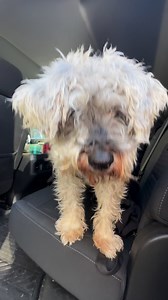 Bernard our miniature schnauzer was way overdue for a haircut! Isn't he so handsome?! 😍😍😍 #miniatureschnauzer #mccrayfamilypets #beforeandafter | Slay with Dre McCray