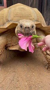 morning flower :) *pre beak trim* | Caitlin and Tiptoe
