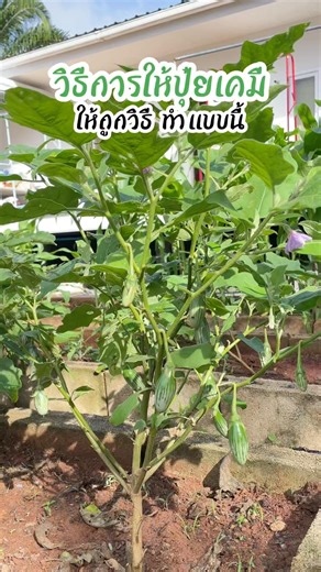 This is how to properly apply chemical fertilizers 🧑🏻‍🌾 #Agriculture #Eggplant #HomeGarden #Agric...