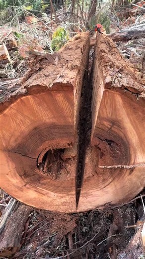 10000 pound log split in 2, with 120cc chainsaw! #foryoupage #chainsaw #fyp #logging | James Cox